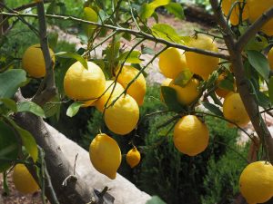 Lemons in Menton
