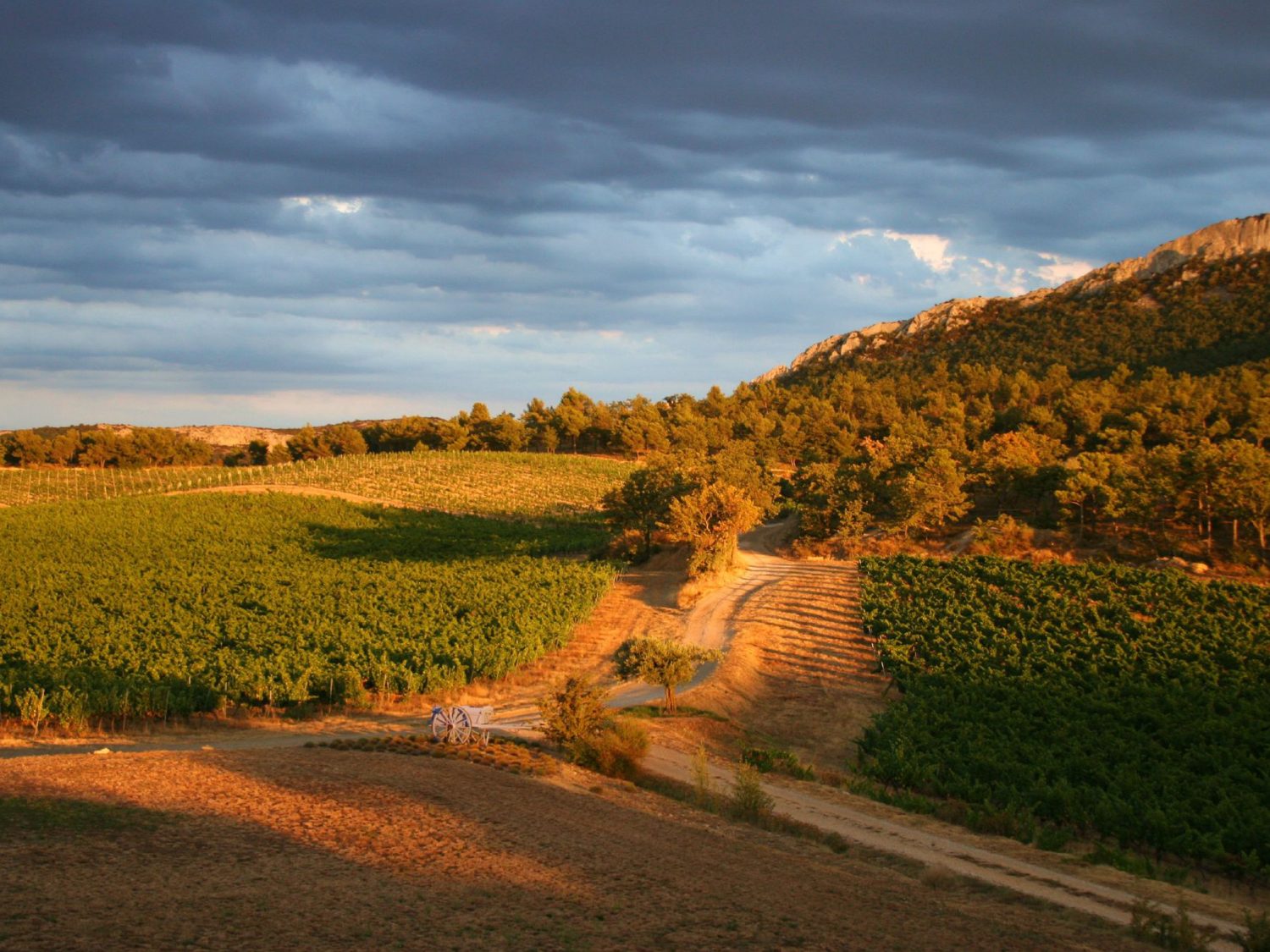 French Riviera vineyards