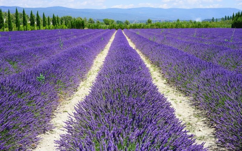 Topp 10 saker att göra i Provence – Reseguide